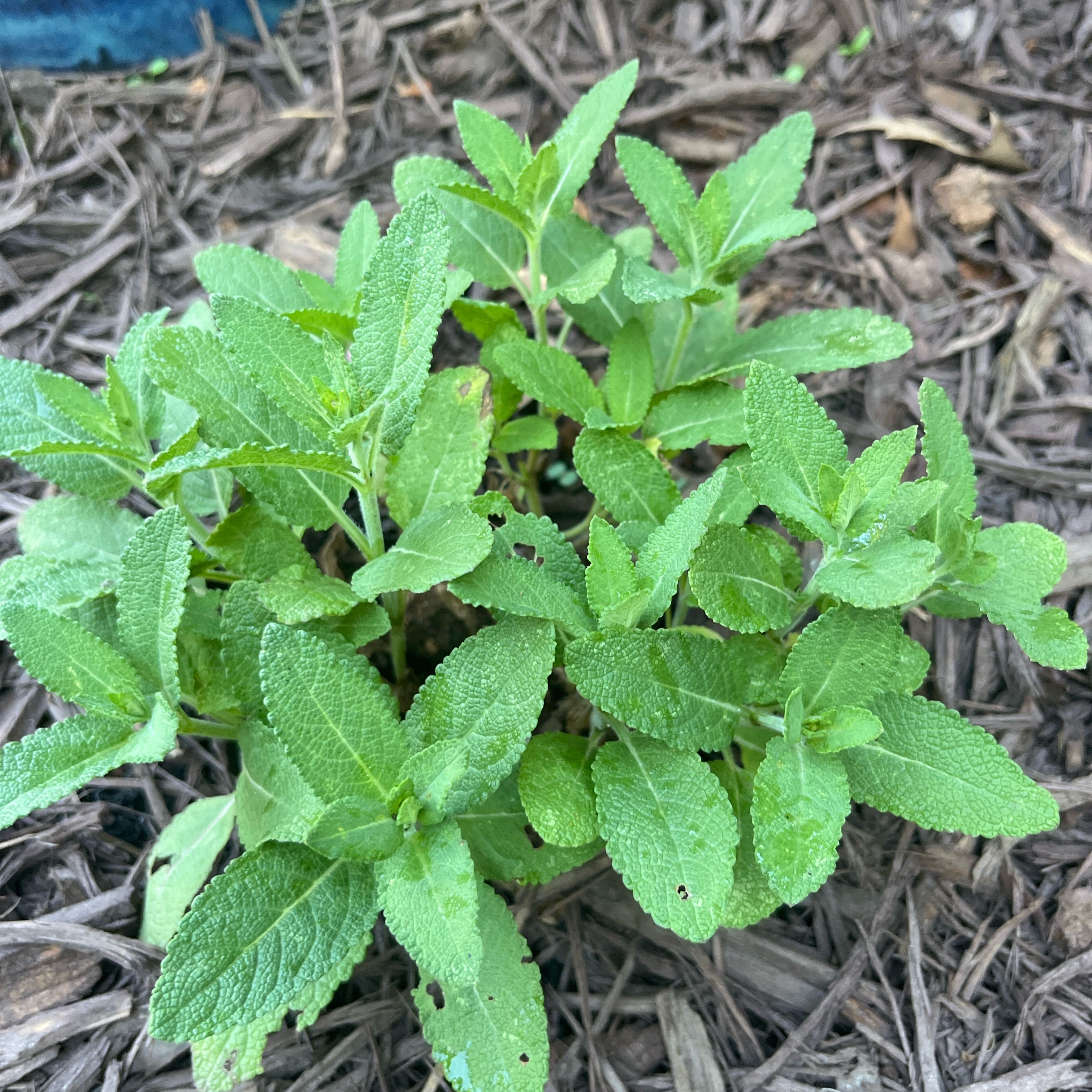Photo of the plant species Meadow Sage by @ModelCatbrier41 named McKinley on Greg, the plant care app