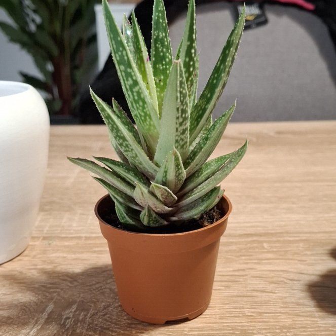 Photo of the plant species Gasteraloe 'Thais' by @SageWorm77 named Ali on Greg, the plant care app