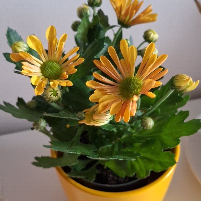 Photo of the plant species Indian Chrysanthemum by @SageWorm77 named Meggie on Greg, the plant care app