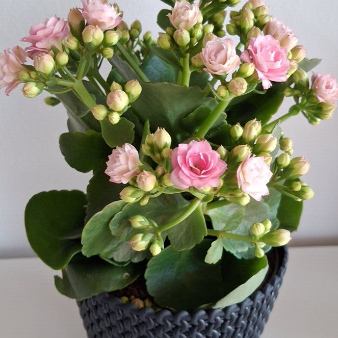 Photo of the plant species Kalanchoe by @SageWorm77 named Widow on Greg, the plant care app
