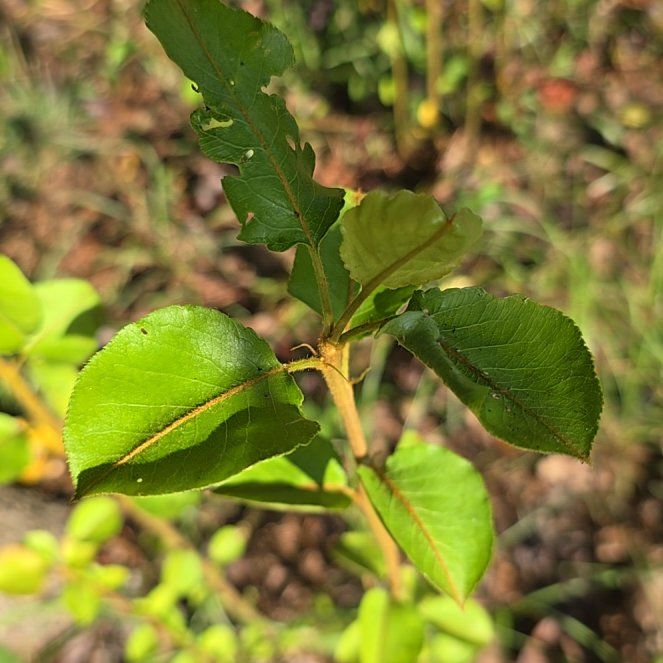 Photo of the plant species Bradford Pear by @KookyRye50 named Delilah on Greg, the plant care app