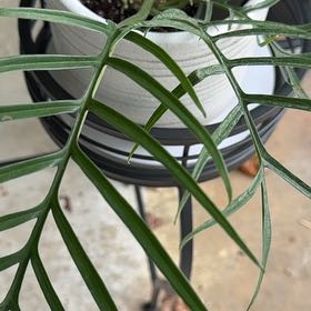 Photo of the plant species Chinese Brake by @YesBacopa30 named Terra on Greg, the plant care app