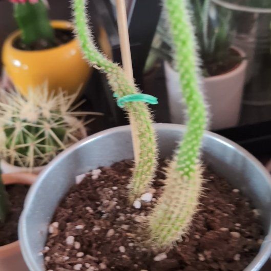 Photo of the plant species Peanut Cactus 'Violet Album' by @TopNutgrass33 named Rosa on Greg, the plant care app