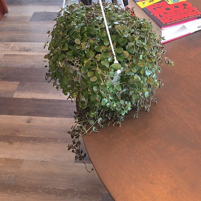 Photo of the plant species Pilea depressa 'Sao Paulo' by @BoldBulrush45 named Planty on Greg, the plant care app