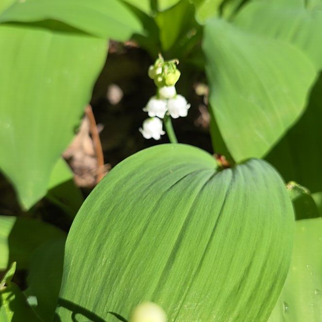 Photo of the plant species May Bells by @BoldBulrush45 named Diana on Greg, the plant care app