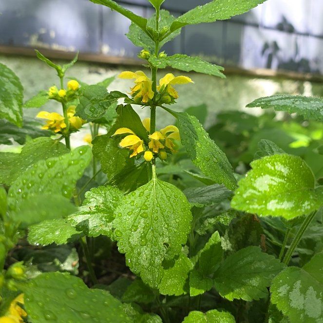 Photo of the plant species Yellow Archangel by @BoldBulrush45 named Sigmund on Greg, the plant care app