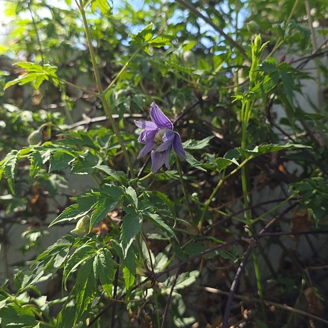 Photo of the plant species Purple Clematis by @BoldBulrush45 named Leonardo on Greg, the plant care app