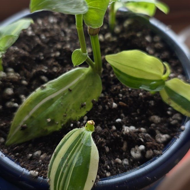 Photo of the plant species Tradescantia 'Yellow Zebra' by @LushRadish83 named Tradescantia 'Yellow Zebra' on Greg, the plant care app