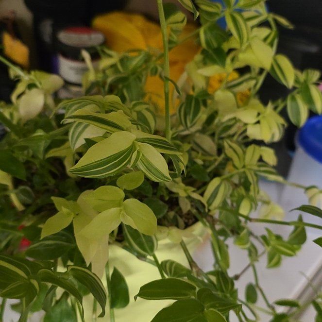 Photo of the plant species Tradescantia 'Yellow Zebra' by @LushRadish83 named Tradescantia 'Yellow Zebra' on Greg, the plant care app