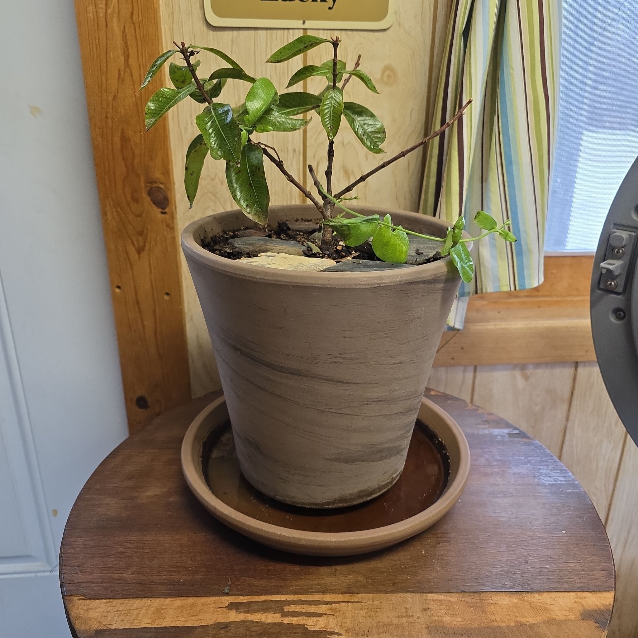Photo of the plant species Mandevilla Sun Parasol Crimson by @LushRadish83 named Mandevilla sun parasol Original XP Bluephoria on Greg, the plant care app