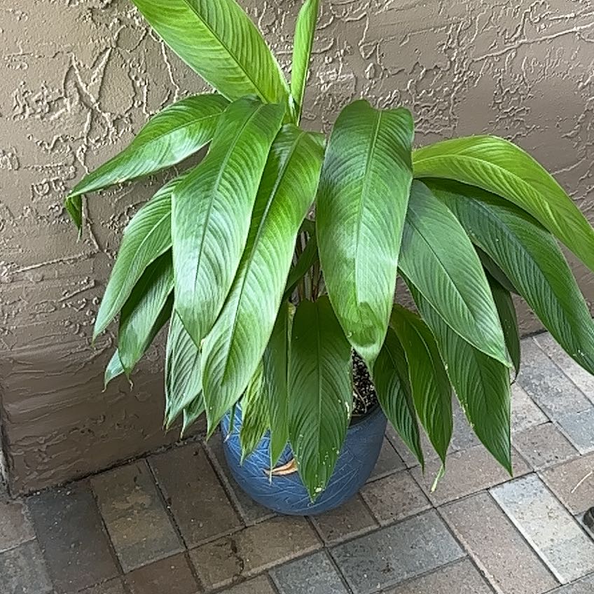 Photo of the plant species Parrot's Plantain by @AdroitlySeaoats named Morgan Treeman on Greg, the plant care app