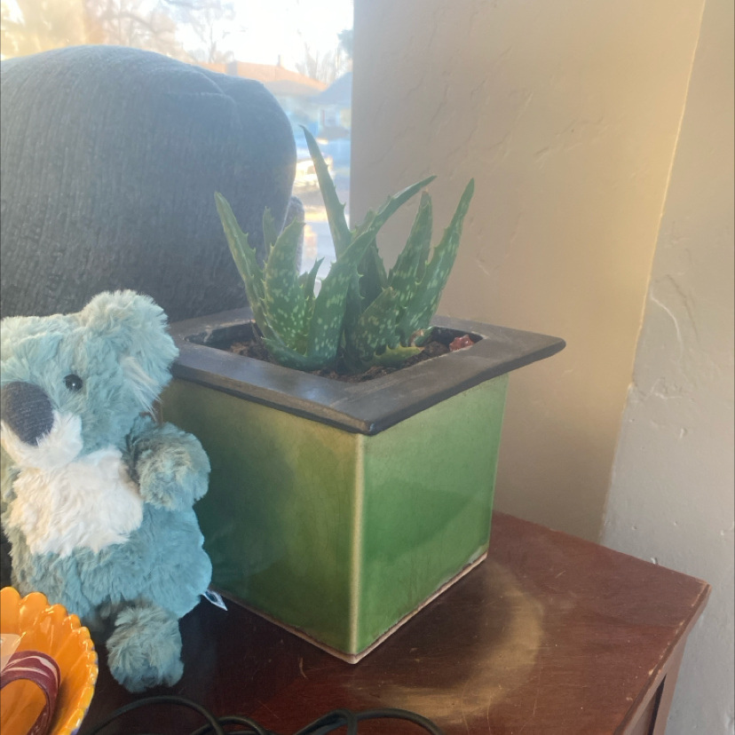 Photo of the plant species Aloe Night Sky by @TopSnakeshead29 named Robert Plant on Greg, the plant care app