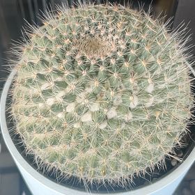 Photo of the plant species Owl's Eye Cactus by @StarFoxgrape63 named Aristotle on Greg, the plant care app