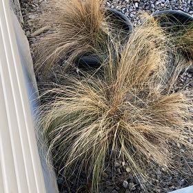 Photo of the plant species Mexican Feather Grass by @JazzyGuasca56 named Leonardo on Greg, the plant care app