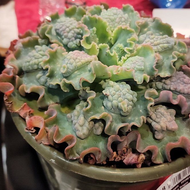 Photo of the plant species Echeveria by @HipPothos29 named Foxxy on Greg, the plant care app