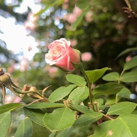 Photo of the plant species Cecile Brunner Rose by @BigCurlyheads71 named Treeyoncé on Greg, the plant care app