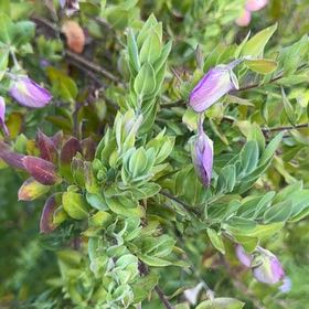 Photo of the plant species Myrtle-Leaf Milkwort by @BigCurlyheads71 named Demi on Greg, the plant care app