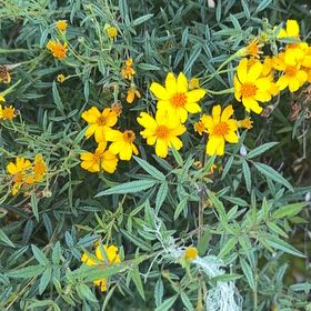 Photo of the plant species Dwarf Marigold by @BigCurlyheads71 named Harry on Greg, the plant care app