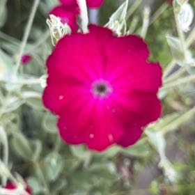 Photo of the plant species Rose Campion by @BigCurlyheads71 named Osmo on Greg, the plant care app