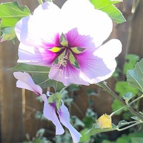 Photo of the plant species Korean Hibiscus by @BigCurlyheads71 named Wall-E on Greg, the plant care app