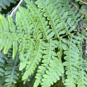 Photo of the plant species Bracken Fern by @BigCurlyheads71 named Messi on Greg, the plant care app