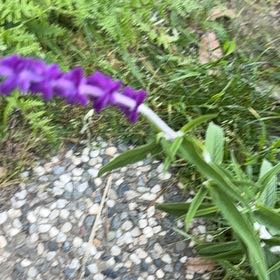 Photo of the plant species Mexican Bush Sage by @BigCurlyheads71 named Spike Leaves on Greg, the plant care app