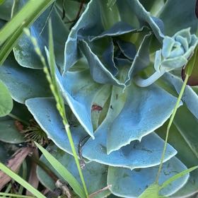 Photo of the plant species Chalk Dudleya by @BigCurlyheads71 named Tolkien on Greg, the plant care app