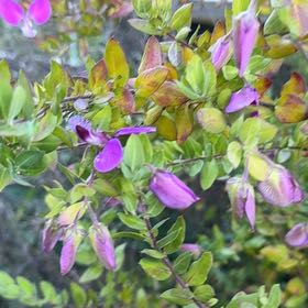 Photo of the plant species Myrtle-Leaf Milkwort by @BigCurlyheads71 named Homer on Greg, the plant care app