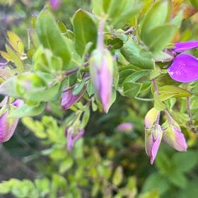 Photo of the plant species Myrtle-Leaf Milkwort by @BigCurlyheads71 named Walt on Greg, the plant care app