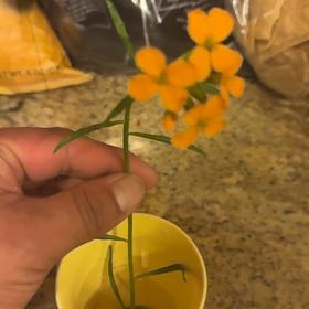 Photo of the plant species Rutabaga by @BigCurlyheads71 named Sigmund on Greg, the plant care app