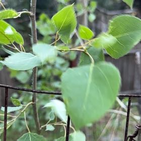 Photo of the plant species Popple by @BigCurlyheads71 named da Vinci on Greg, the plant care app