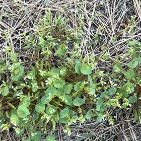 Photo of the plant species Indian Lettuce by @BigCurlyheads71 named James Dean on Greg, the plant care app