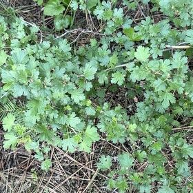Photo of the plant species Gooseberry by @BigCurlyheads71 named Sol on Greg, the plant care app