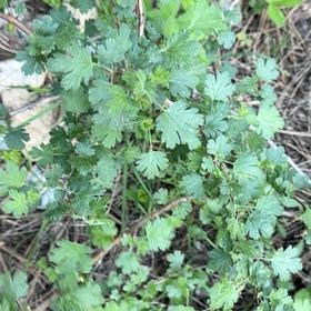 Photo of the plant species Gooseberry by @BigCurlyheads71 named Figyonce on Greg, the plant care app