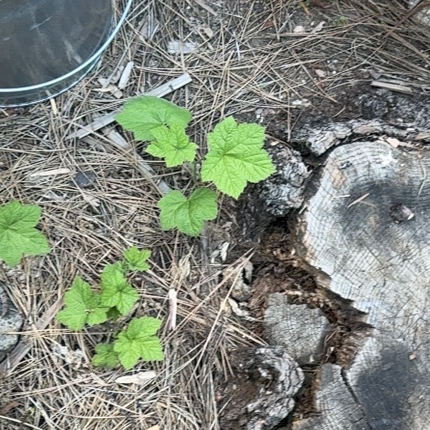 Photo of the plant species Purple-Flowered Raspberry by @BigCurlyheads71 named Hamilton on Greg, the plant care app