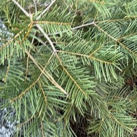Photo of the plant species White Fir by @BigCurlyheads71 named Bruce Lee on Greg, the plant care app