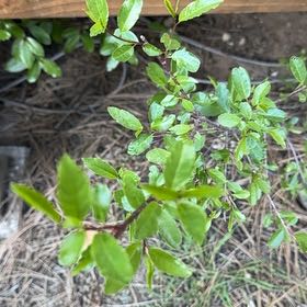Photo of the plant species Yaupon by @BigCurlyheads71 named Fernie Mercury on Greg, the plant care app