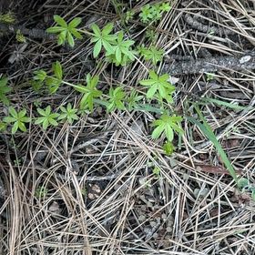 Photo of the plant species Woodruff by @BigCurlyheads71 named ChloroPhil on Greg, the plant care app
