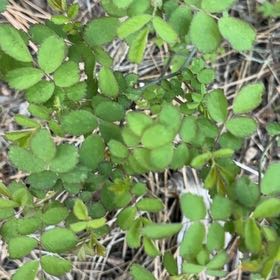 Photo of the plant species Multiflora Rose by @BigCurlyheads71 named Miley on Greg, the plant care app