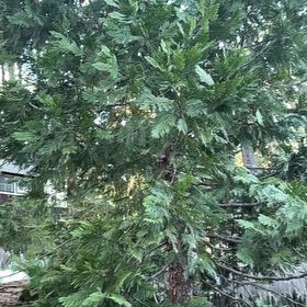 Photo of the plant species Bastard Cedar by @BigCurlyheads71 named Rihanna on Greg, the plant care app