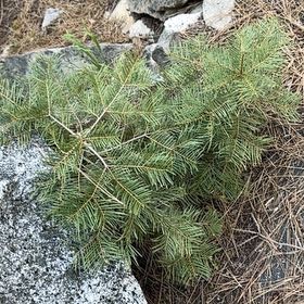 Photo of the plant species White Fir by @BigCurlyheads71 named Mando on Greg, the plant care app