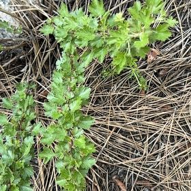 Photo of the plant species Gooseberry by @BigCurlyheads71 named Aria on Greg, the plant care app