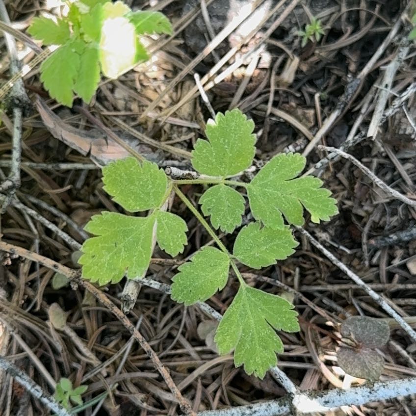 Photo of the plant species Leaf Celery by @BigCurlyheads71 named LiloStitch on Greg, the plant care app