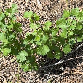 Photo of the plant species Gooseberry by @BigCurlyheads71 named Bodhi on Greg, the plant care app