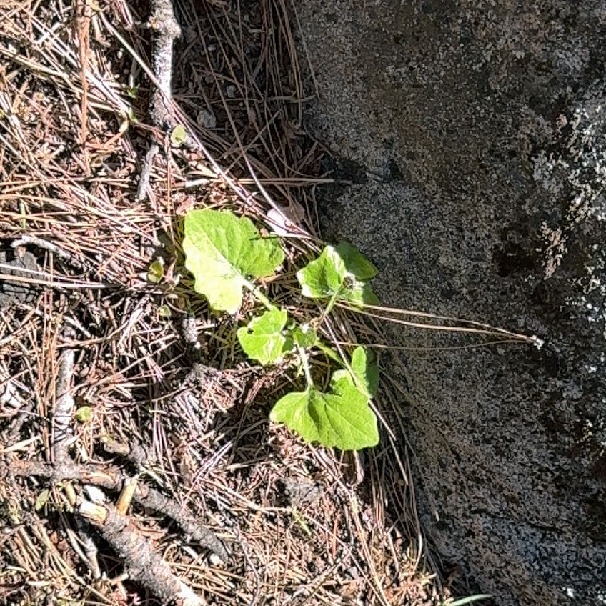 Photo of the plant species Common Nipplewort by @BigCurlyheads71 named Beyonce on Greg, the plant care app