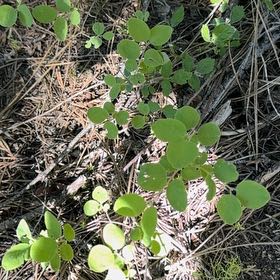 Photo of the plant species Saskatoon by @BigCurlyheads71 named Sanders on Greg, the plant care app