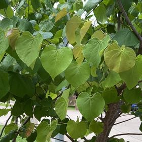 Photo of the plant species Texas Redbud by @StatelyEndive35 named Leaf Erickson on Greg, the plant care app