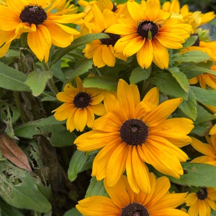 Photo of the plant species Blackeyed Susan by @HipPuka68 named Queen on Greg, the plant care app