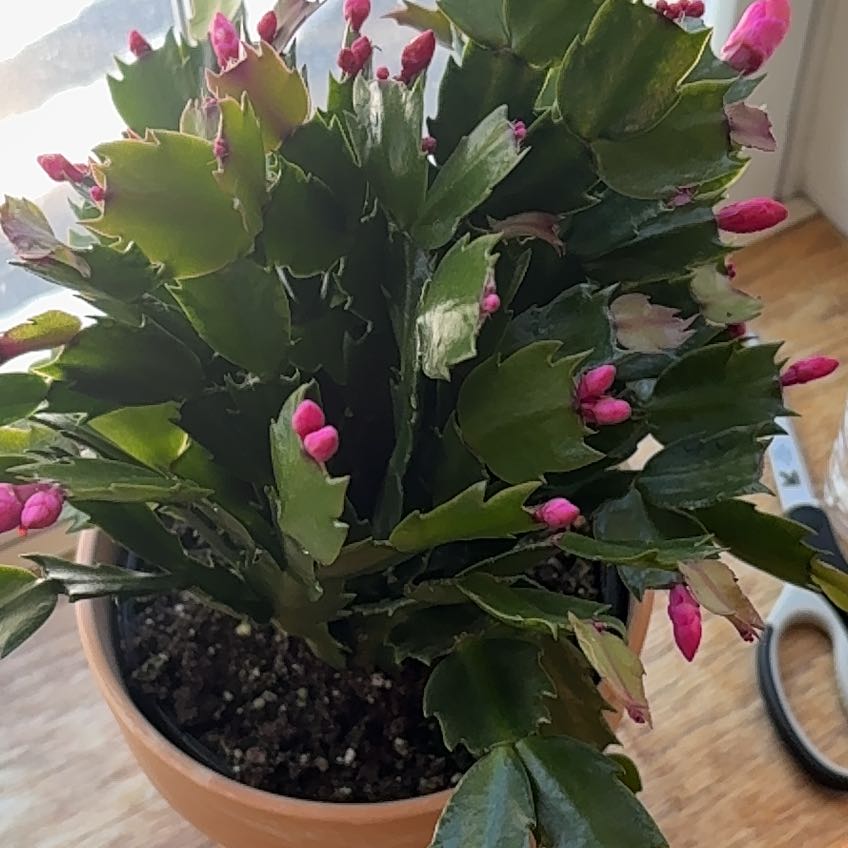 Photo of the plant species Zygocatus by @KnowableMiro21 named Jolene on Greg, the plant care app