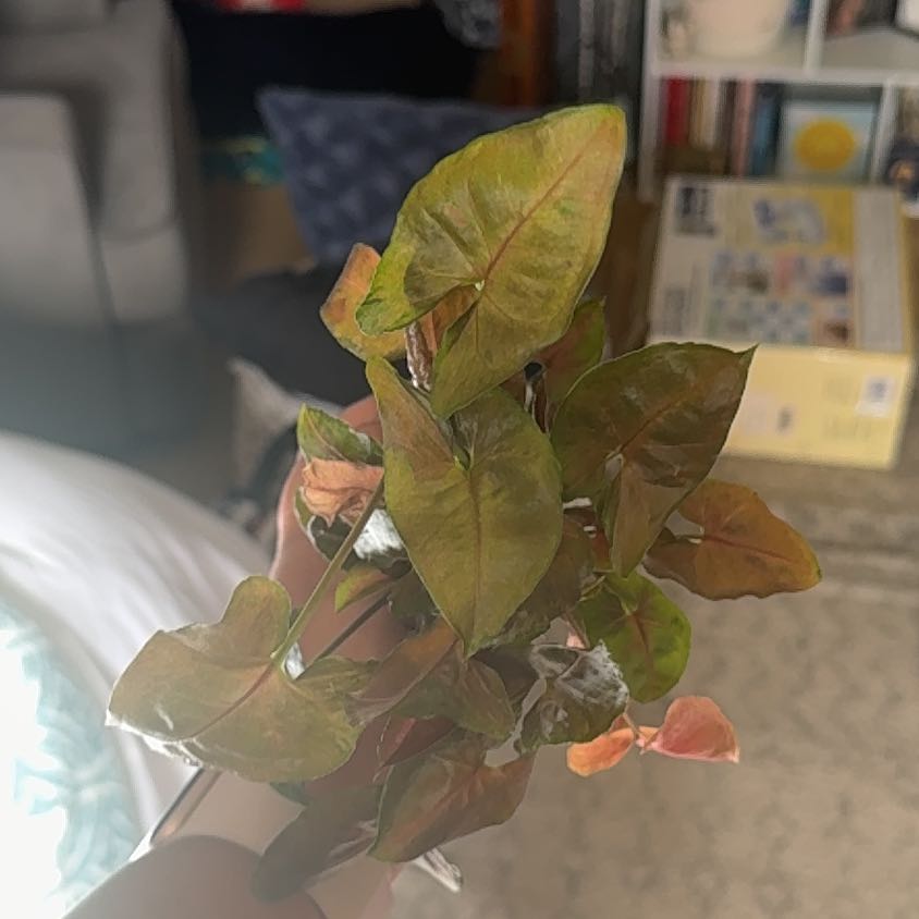 Photo of the plant species Regina Red Arrowhead Vine by @TopRedalder46 named Regina on Greg, the plant care app